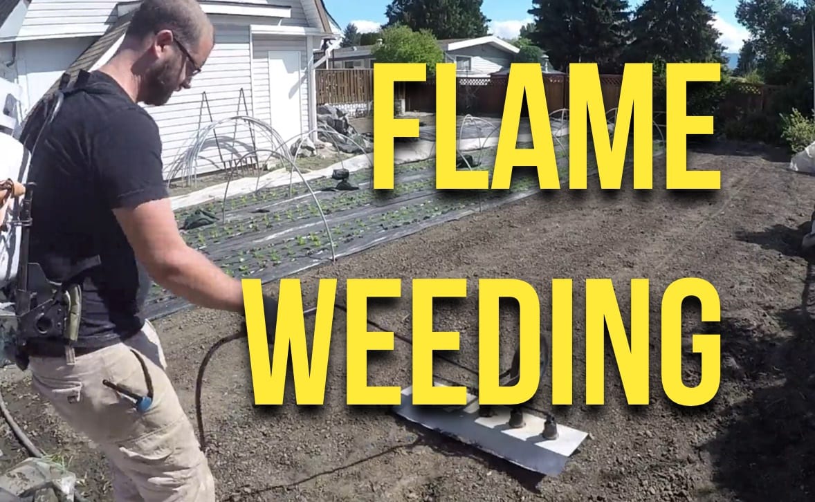 Flame Weeding | The Urban Farmer