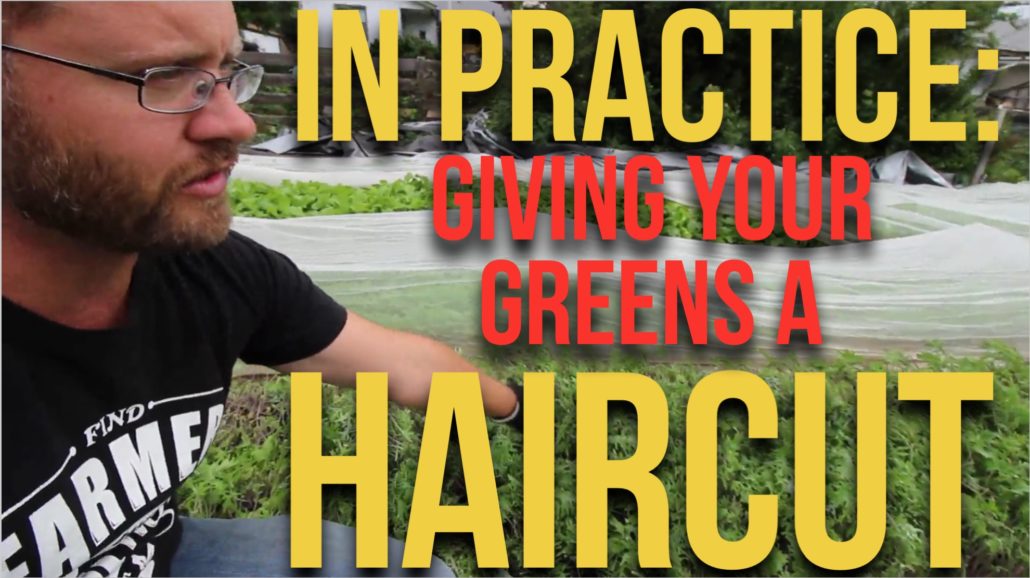 IN PRACTICE: Giving your greens a haircut | The Urban Farmer
