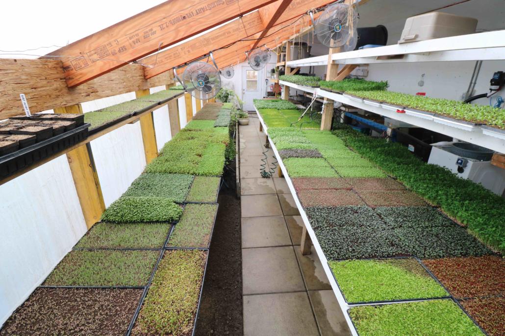 My Passive Solar Greenhouse Designs The Urban Farmer