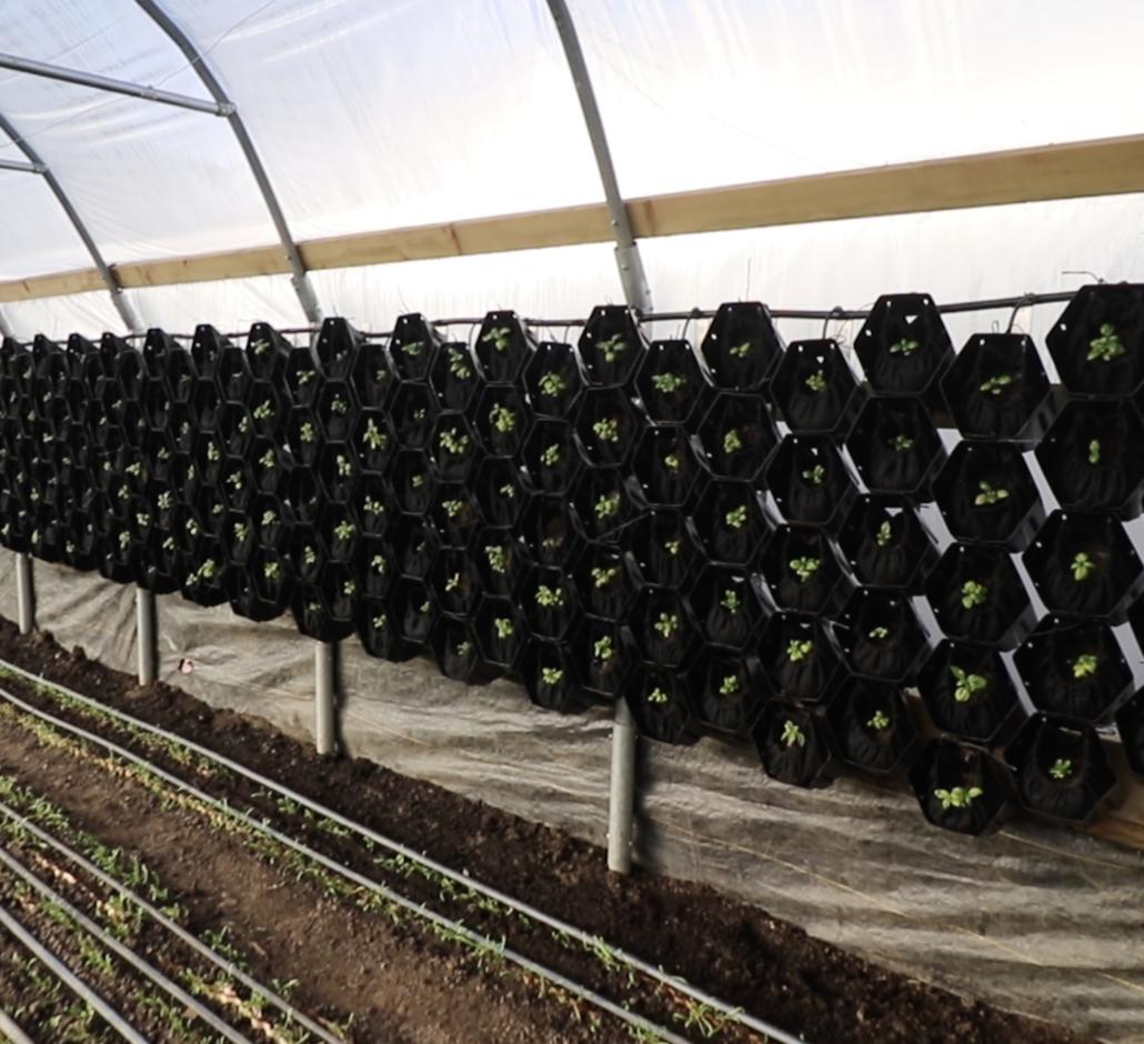 Vertical Grow Wall The Urban Farmer